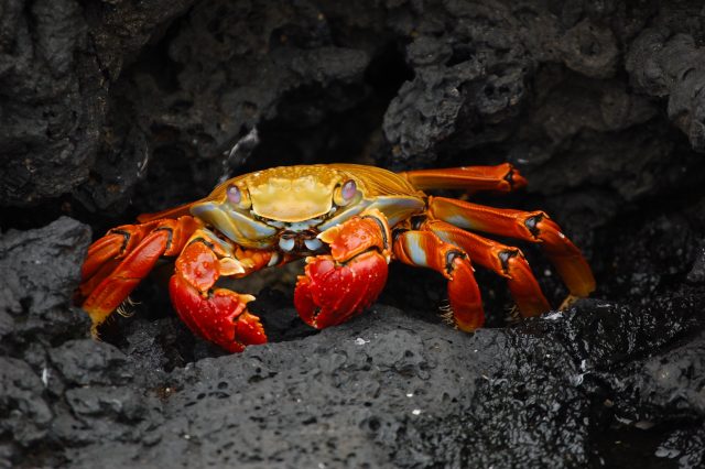 Galápagos Islands